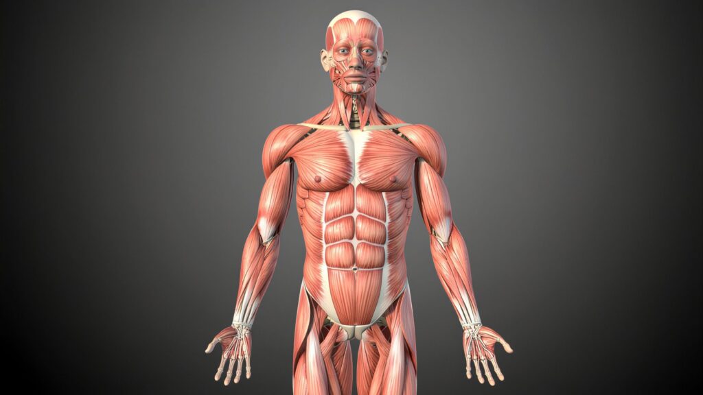 DEXA scan visceral fat measurement shows whether you're carrying dangerous fat around organs even if total body fat seems normal